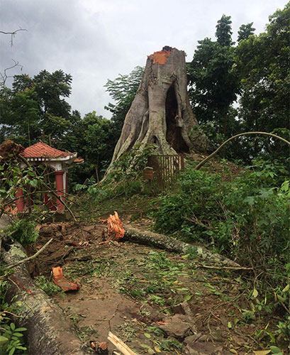 Gió to quật đổ cây đa hơn 200 năm tuổi tại Đền thờ Hoàng Công Chất