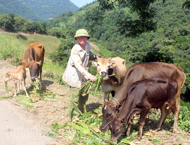 Điện Biên Đông chủ động phòng, chống dịch bệnh cho gia súc