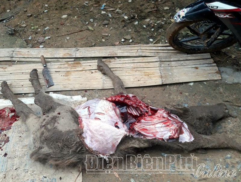 Huyện Điện Biên Đông: 82 con trâu, bò bị chết rét