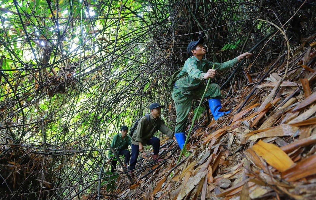 Khai thác mật ong - Nghề nguy hiểm nơi núi rừng Điện Biên
