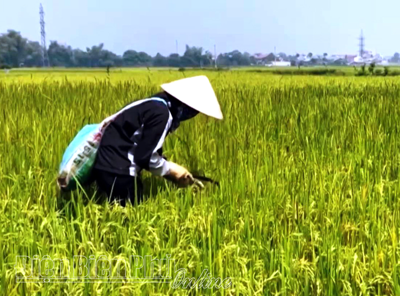 Gần 40% diện tích lúa huyện Điện Biên bị lúa “lẫn”