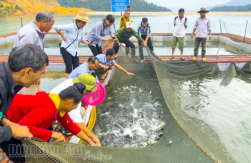 Triển vọng nuôi cá lồng bè tại hồ Ẳng Cang