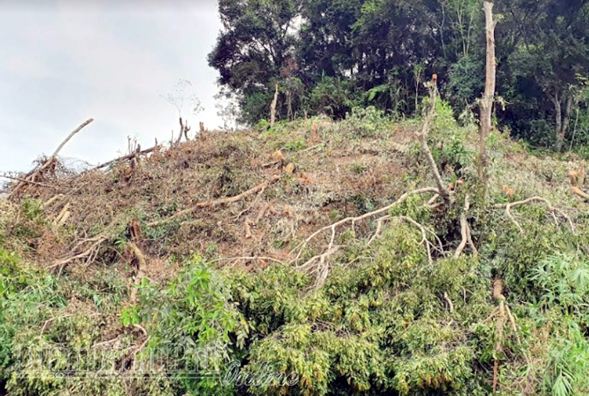 Xử phạt hơn 31 triệu đồng vụ phá rừng ở bản Tẩu Pung
