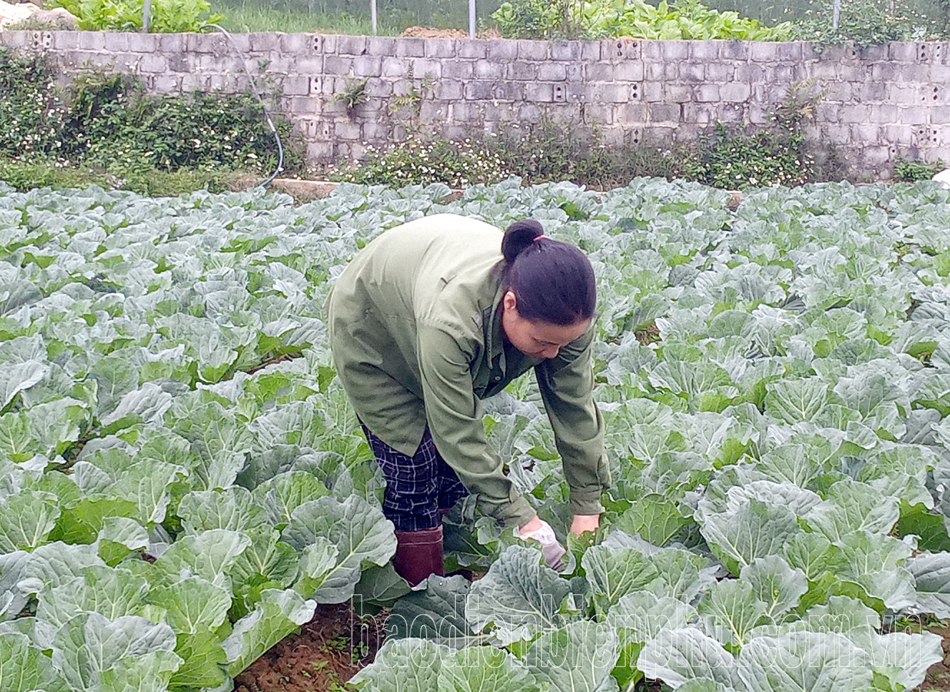 Liên kết nông dân và doanh nghiệp chưa chặt chẽ