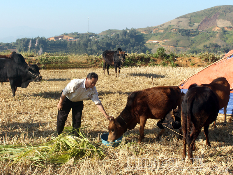 Triệu phú vùng cao