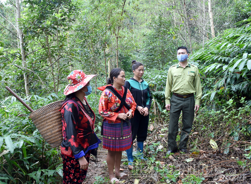 Ứng dụng công nghệ thông tin trong quản lý, bảo vệ rừng ở Mường Nhé