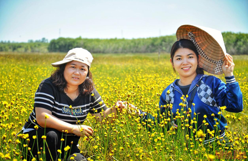 Vườn Quốc gia Tràm Chim mở tour tham quan hoa hoàng đầu ấn