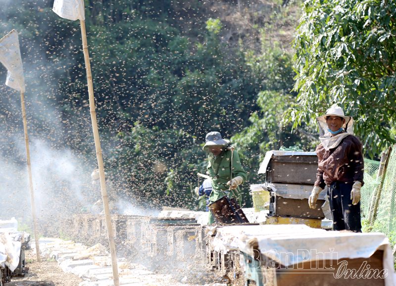 Chạy với mùa hoa