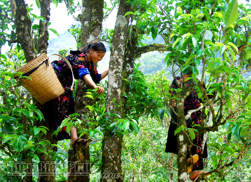 100 cây chè Shan tuyết Tủa Chùa được công nhận là cây di sản Việt Nam