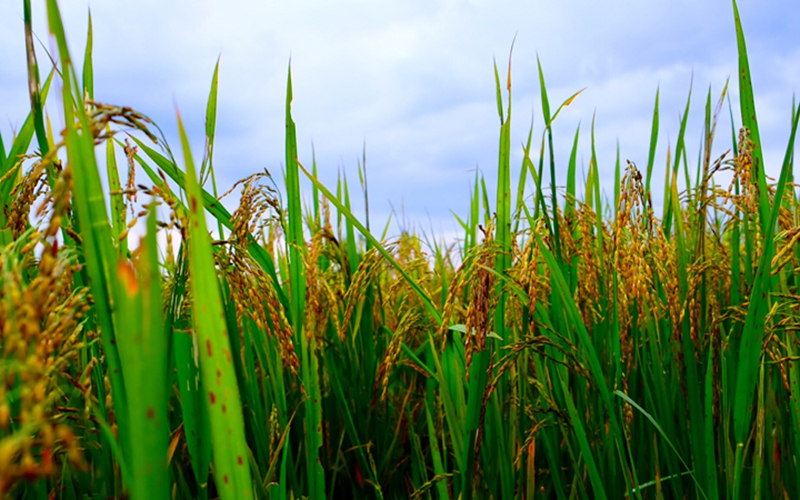 Nhu cầu tăng cao trên thị trường thế giới đối với gạo Thái Lan