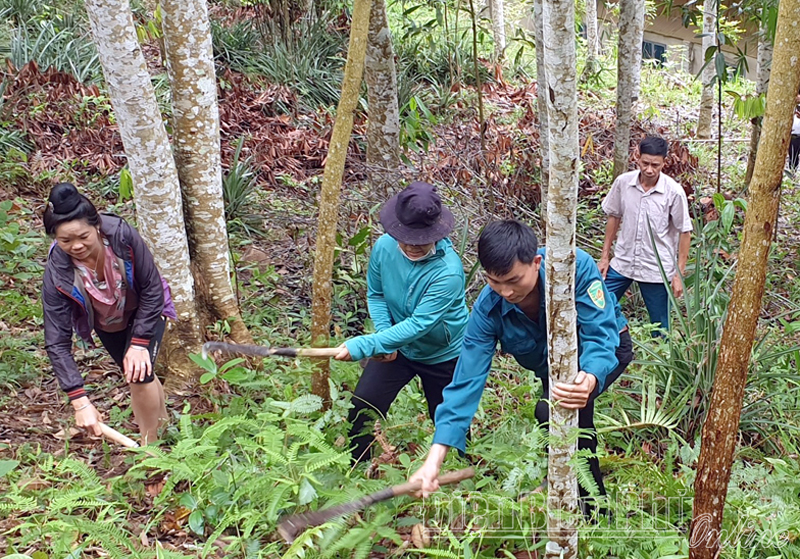 Bảo vệ rừng nhờ hưởng lợi từ rừng