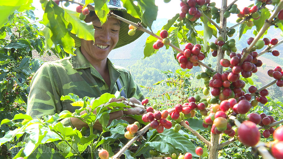 Mùa cà phê ở Tỏa Tình