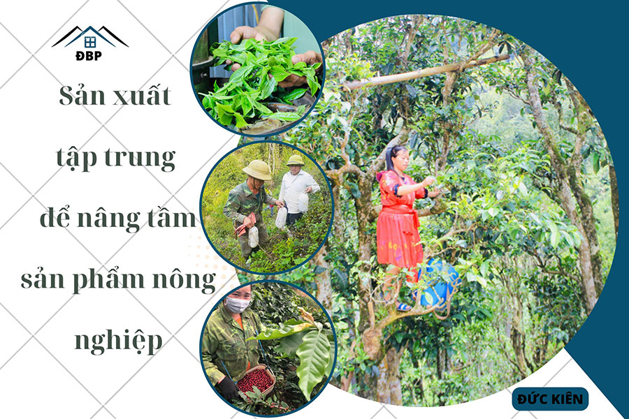 Sản xuất tập trung để nâng tầm sản phẩm nông nghiệp