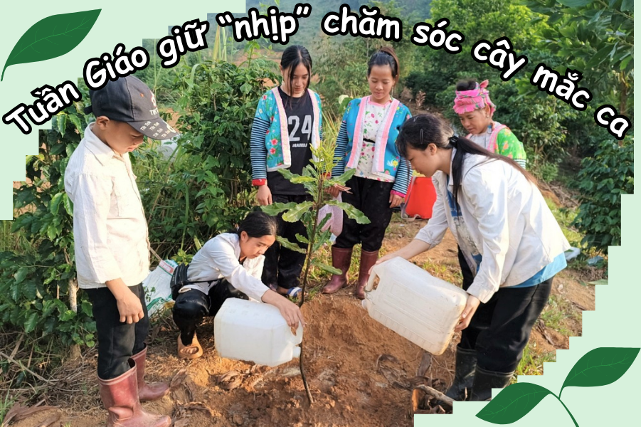 Tuần Giáo giữ “nhịp” chăm sóc cây mắc ca