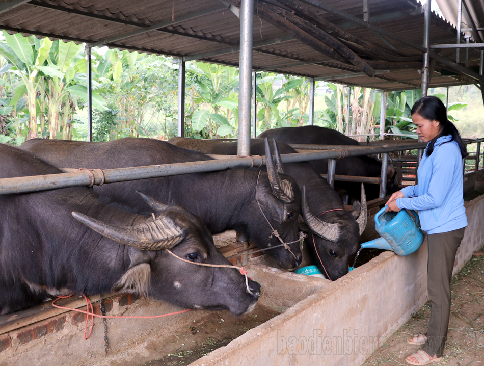 Giá trâu, bò xuống thấp, người chăn nuôi gặp khó