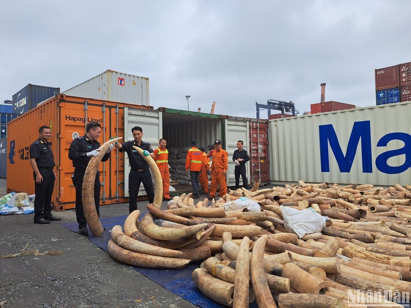 Bắt vụ buôn lậu khoảng 7 tấn ngà voi