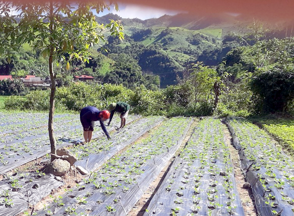 Ứng dụng khoa học kỹ thuật nâng cao hiệu quả sản xuất