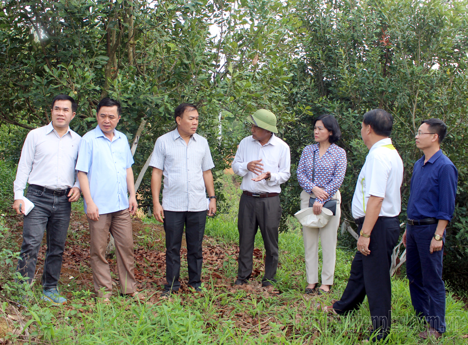 Khảo sát mô hình trồng mắc ca tại TP. Điện Biên Phủ