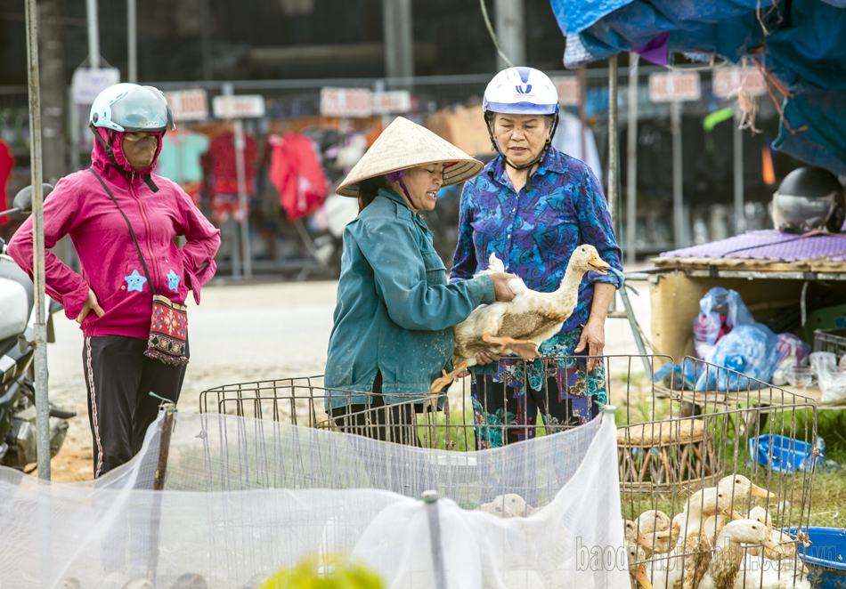 Mùa vịt lội đồng