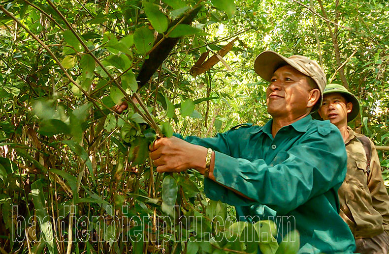 Bảo vệ rừng ở xã Mường Nhé