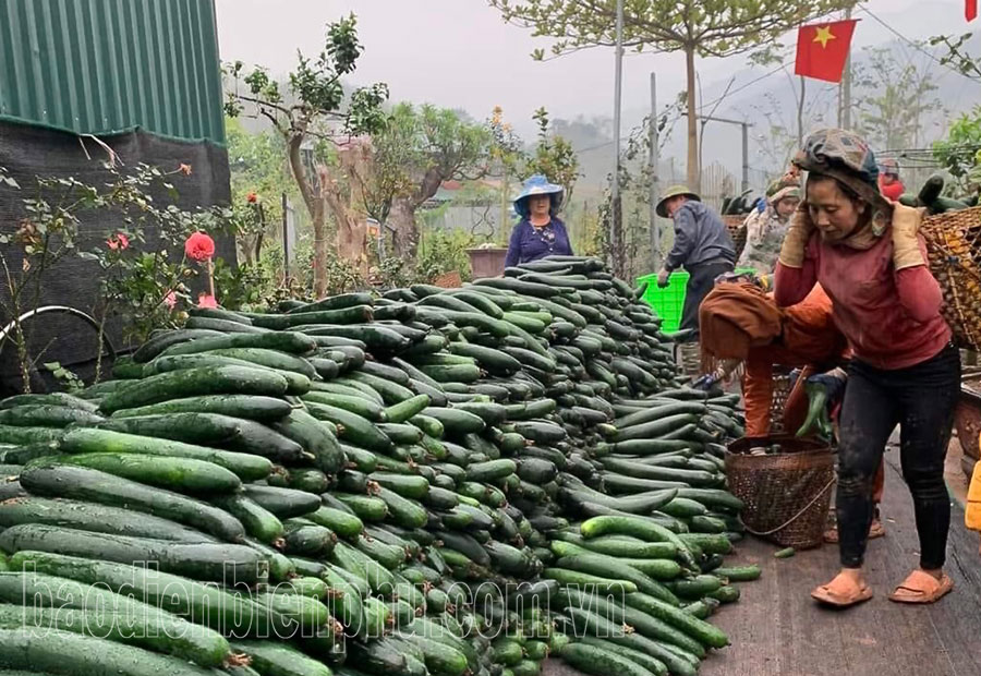 Mường Nhé sản xuất nông nghiệp theo hướng bền vững