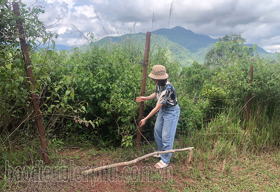 Bất cập dự án trồng mắc ca ở Mường Nhé