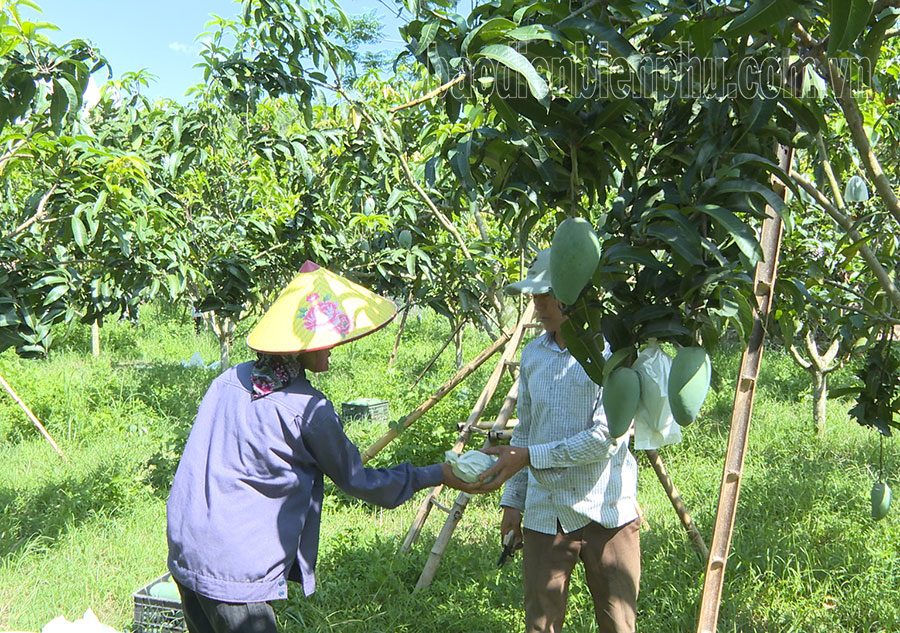 Phát triển vùng chuyên canh cây ăn quả