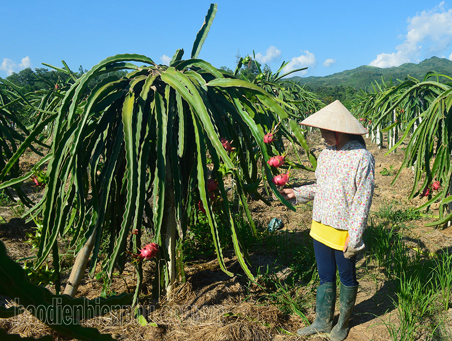 Phát triển cây ăn quả tập trung