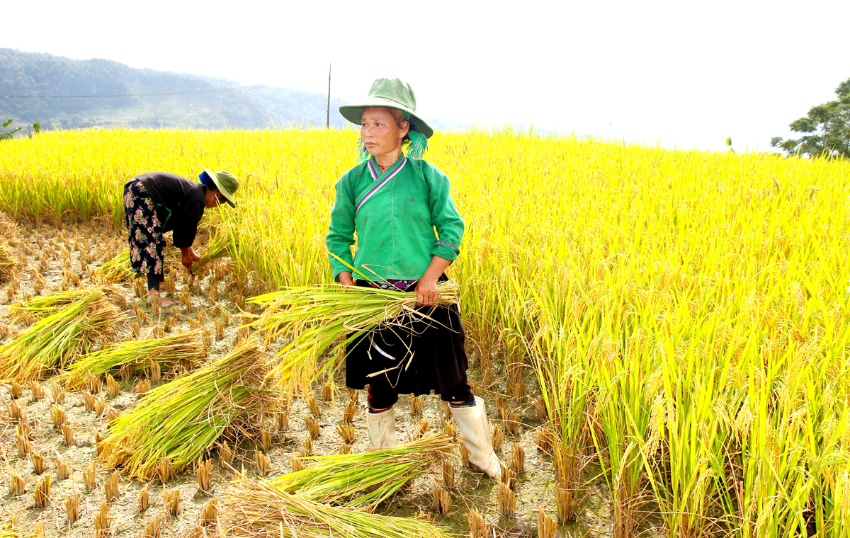 Rộn ràng mùa gặt