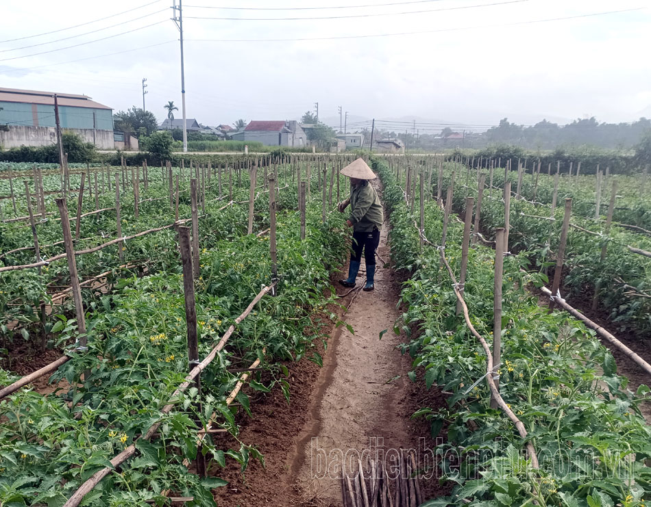 Huyện Điện Biên đẩy mạnh trồng cây vụ đông