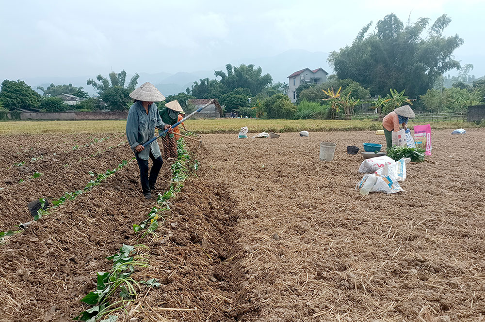 Thanh An đưa khoai lang thành cây đặc sản