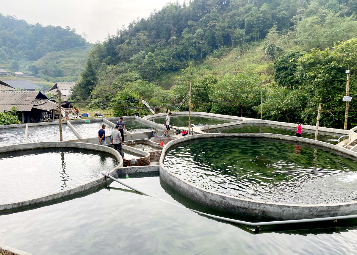 Nuôi cá tầm ở Cao Bồ