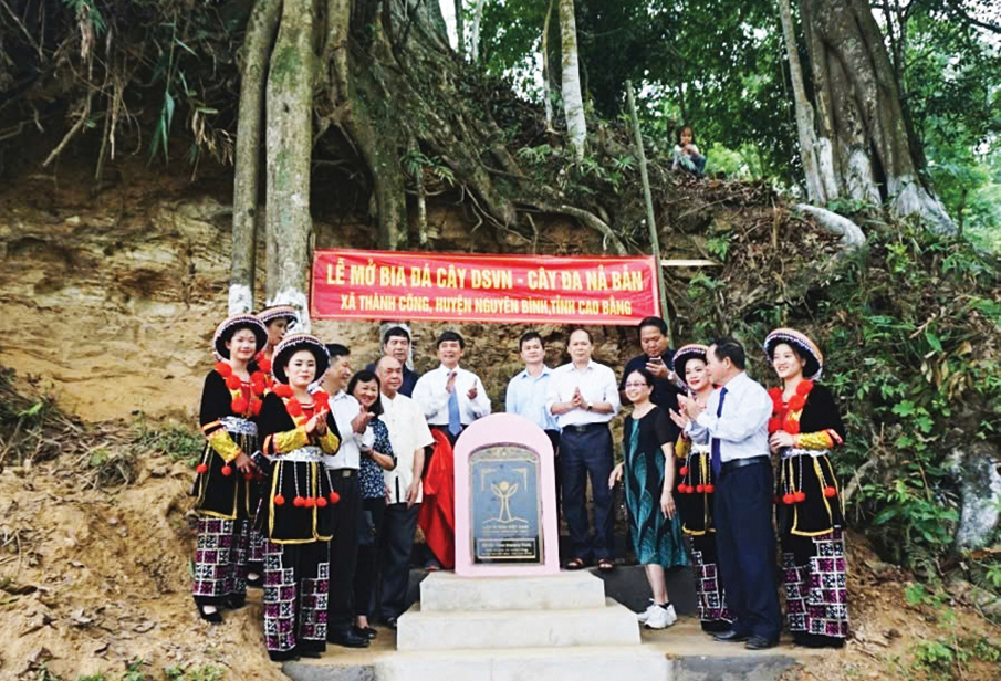 Quan tâm bảo tồn cây di sản