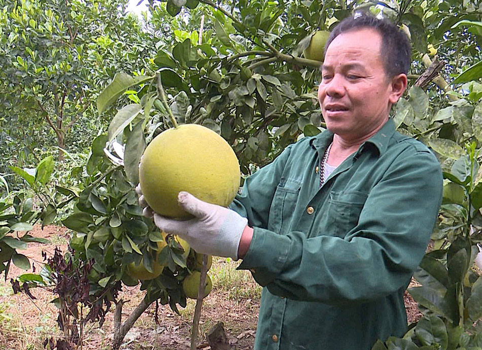 Nông dân Mường Ảng lao đao vì bưởi da xanh