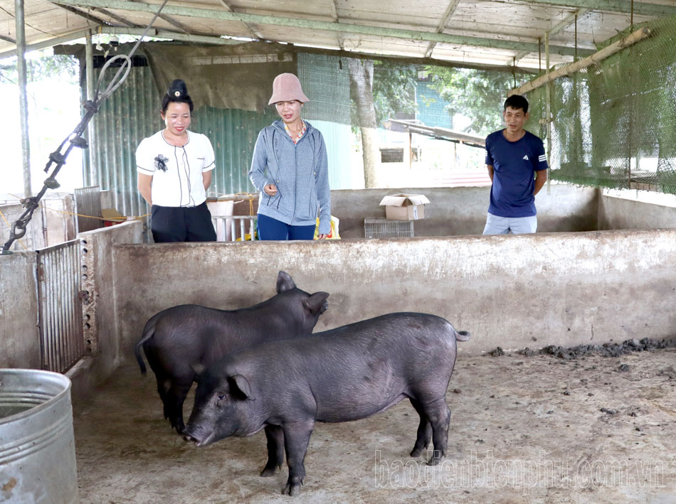 Dịch tả lợn châu Phi tái phát tại huyện Điện Biên