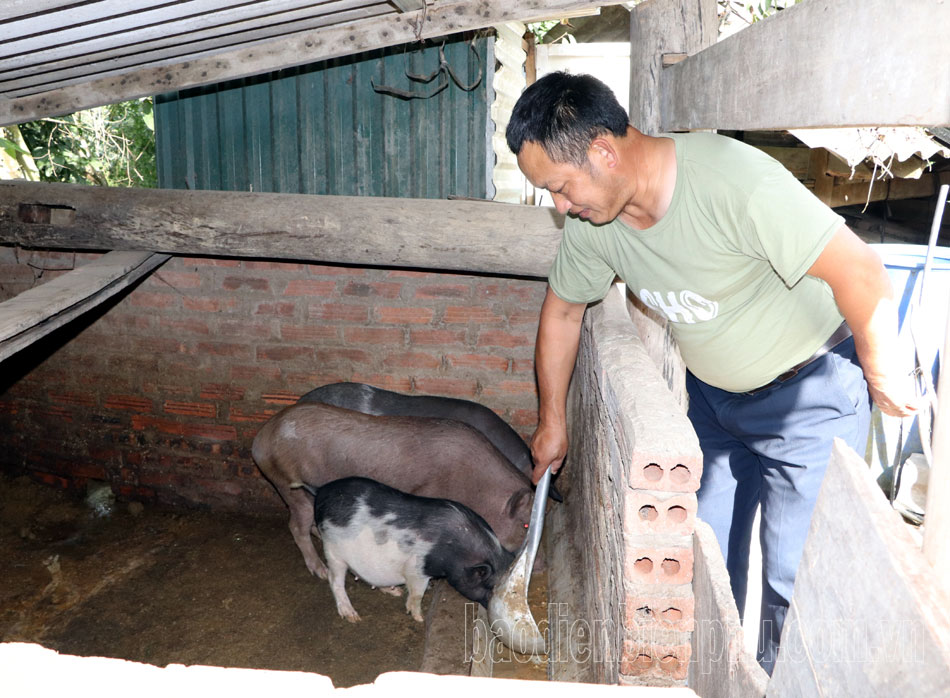 Giá lợn hơi tăng, người nuôi vẫn thận trọng tái đàn