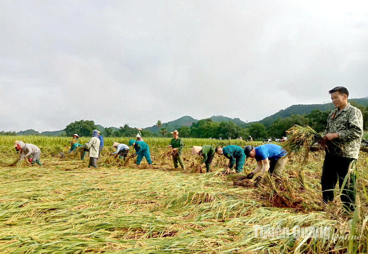 Chiêm Hóa khẩn trương thu hoạch lúa mùa