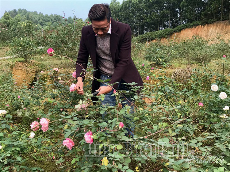 Làm giàu từ mô hinh trồng hoa hồng cổ của một phụ nữ ở quê hương Bác Hồ
