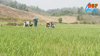 Điện Biên Đông nâng cao chất lượng nông sản