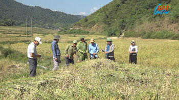 Liên kết sản xuất, tiêu thụ nông sản